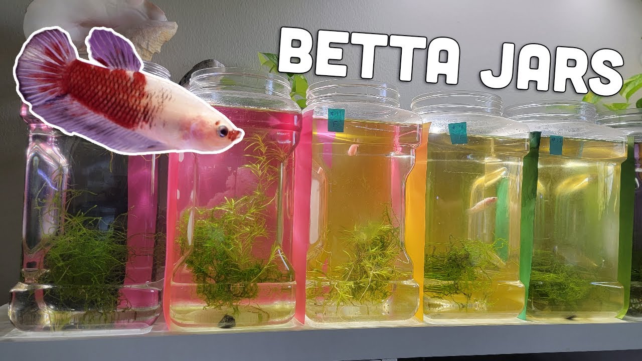 I thought it was impossible but I CYCLED my Betta jars