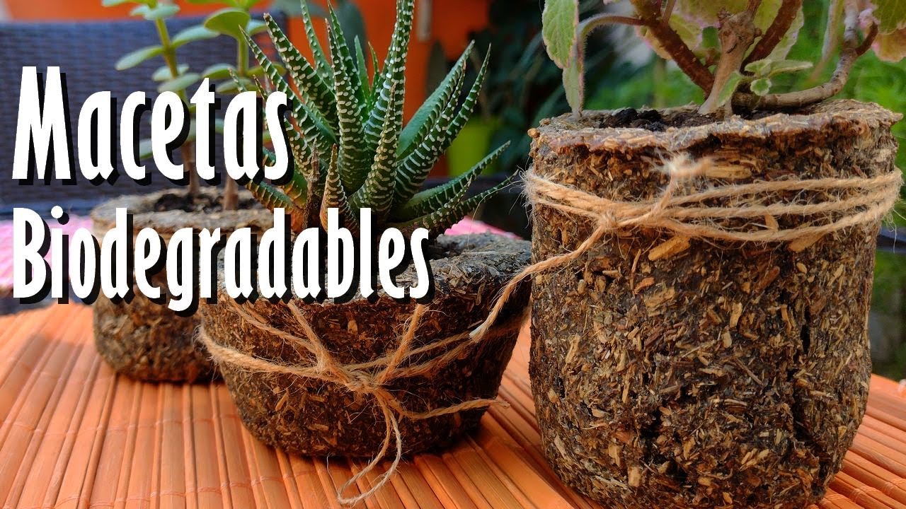 ¡No tires Nunca la YERBA MATE Usada! ¡Mirá como hago MACETAS 100 % Biodegradables!