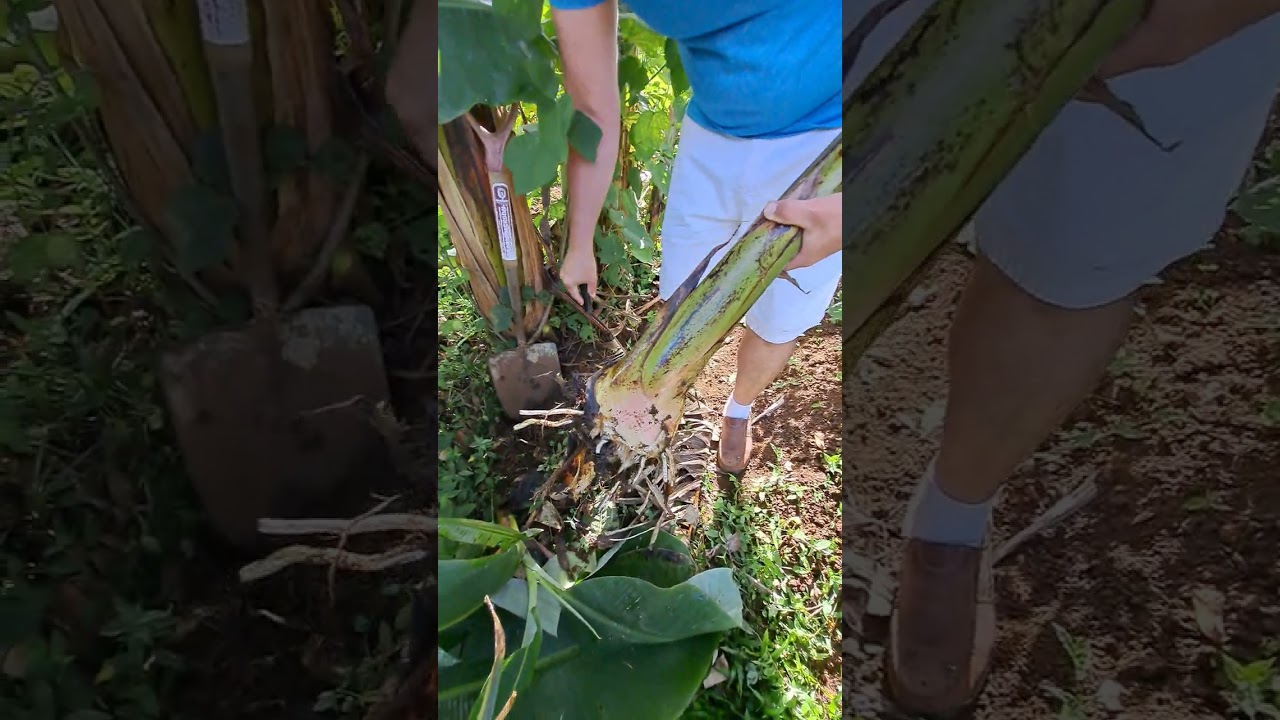 Como identificar un hijo de plátano 🍌 para producción y uno que no y adicional como sembrarlo 