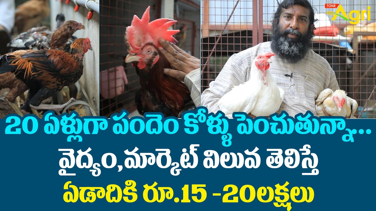 Pandem Kollu Farming | 20 ఏళ్లుగా పందెం కోళ్ళు పెంచుతున్నా.. ఏడాదికి రూ.15-20లక్షలు..!  Tone Agri