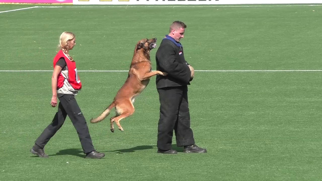 KNPV NED KAMPIOENSCHAP EINDHOVEN 06 09 2019 BIJTWERK