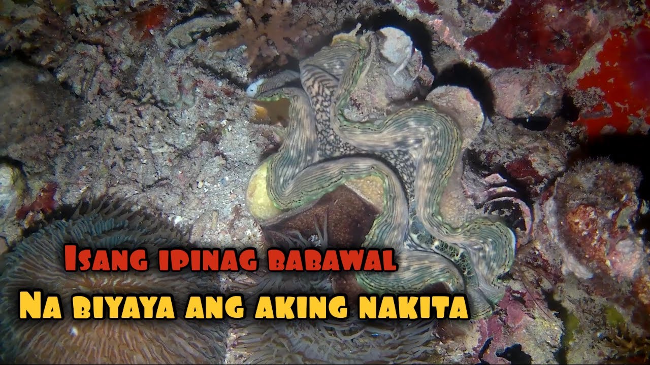 Parang bato lang kung titingnan. Isang ipinag babawal na biyaya Pala.!
