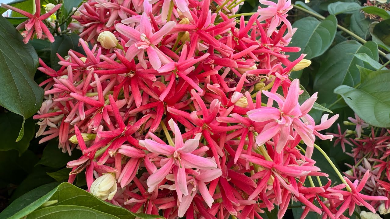 THAILAND 🇹🇭 | ШОППИНГ ВЛОГ | ПОКУПКИ в КВАРТИРУ