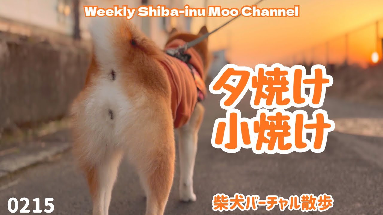 【柴犬】夕焼け小焼けで日が暮れて #休日090