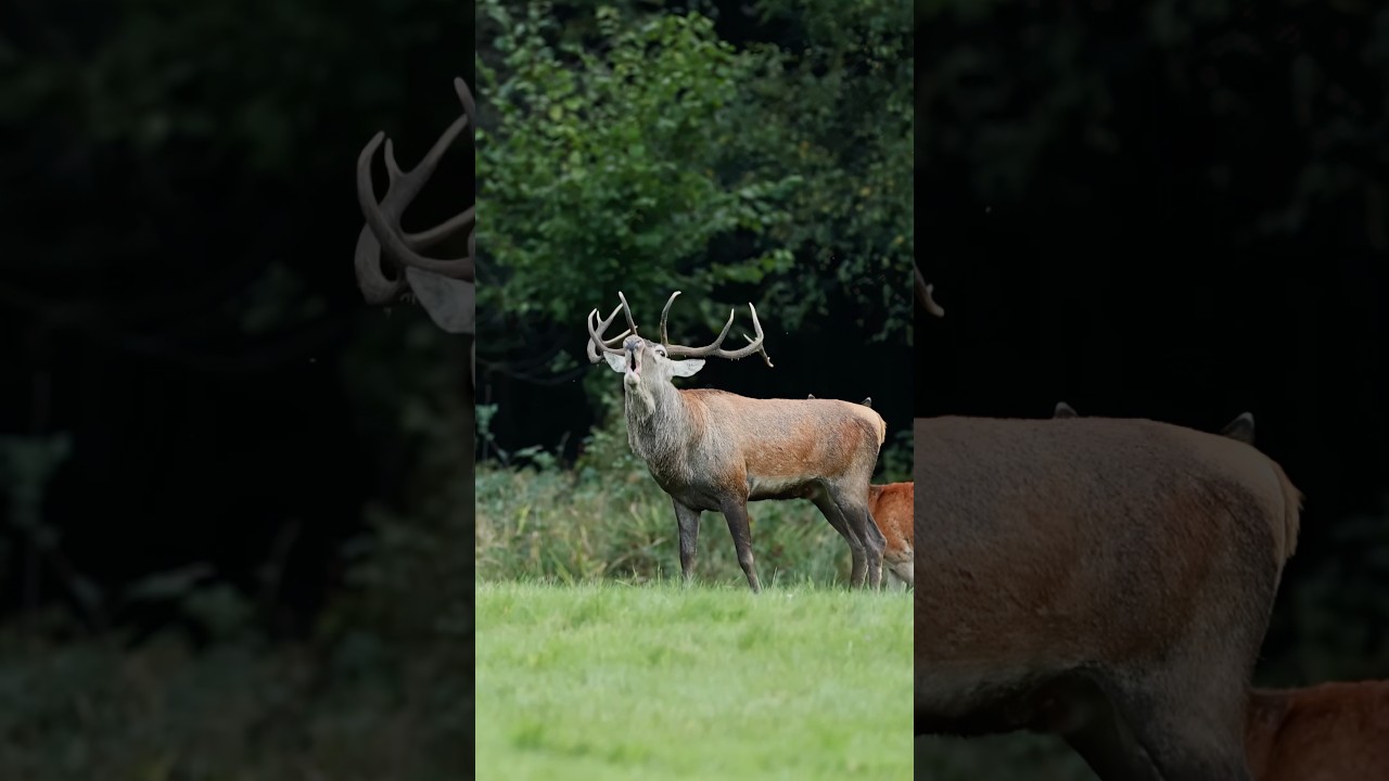 Jeleń szlachetny na rykowisku i jego ryk #reddeer #deer #wildlifephotography #wildlife #rykowisko