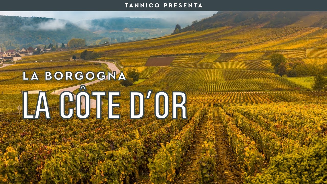 La Côte D'Or | Tannico Flying School