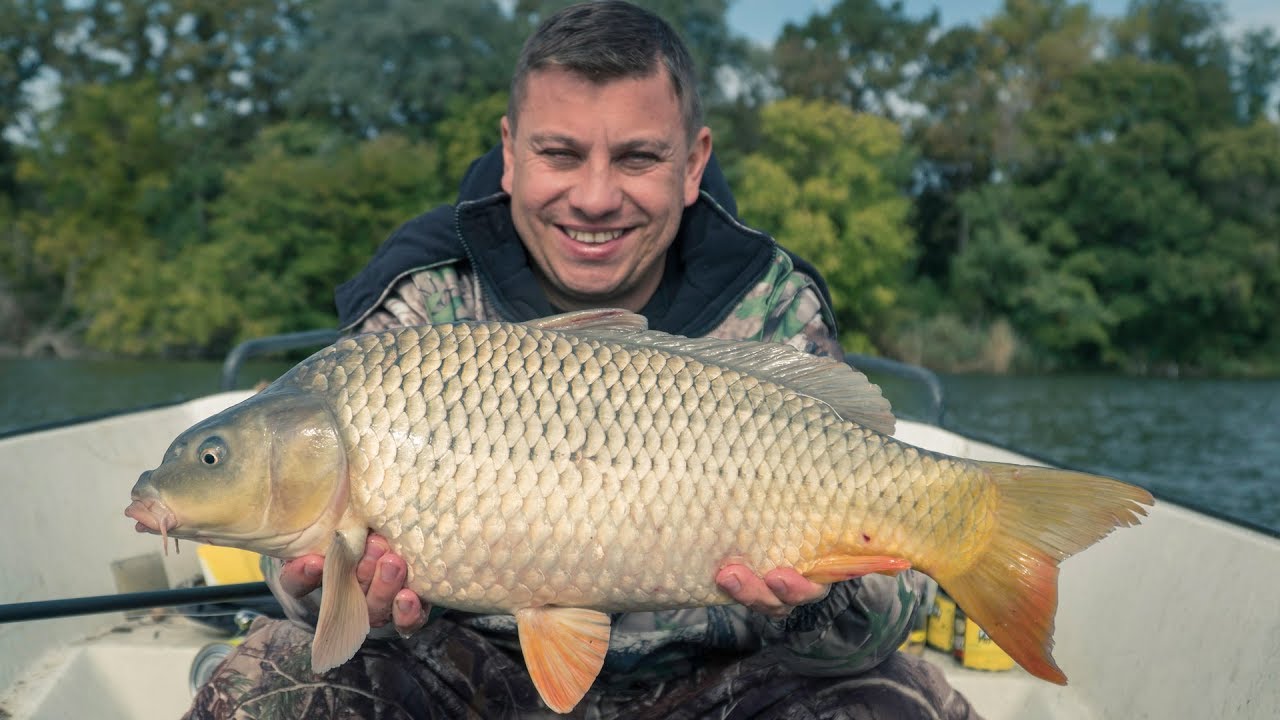 Pontyhorgászat az RSD-n Kovács Zoltánnal / Carp Fishing on the Backwater of the River Danube
