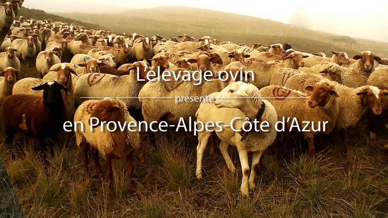 L'élevage ovin en Provence-Alpes-Côte d'Azur