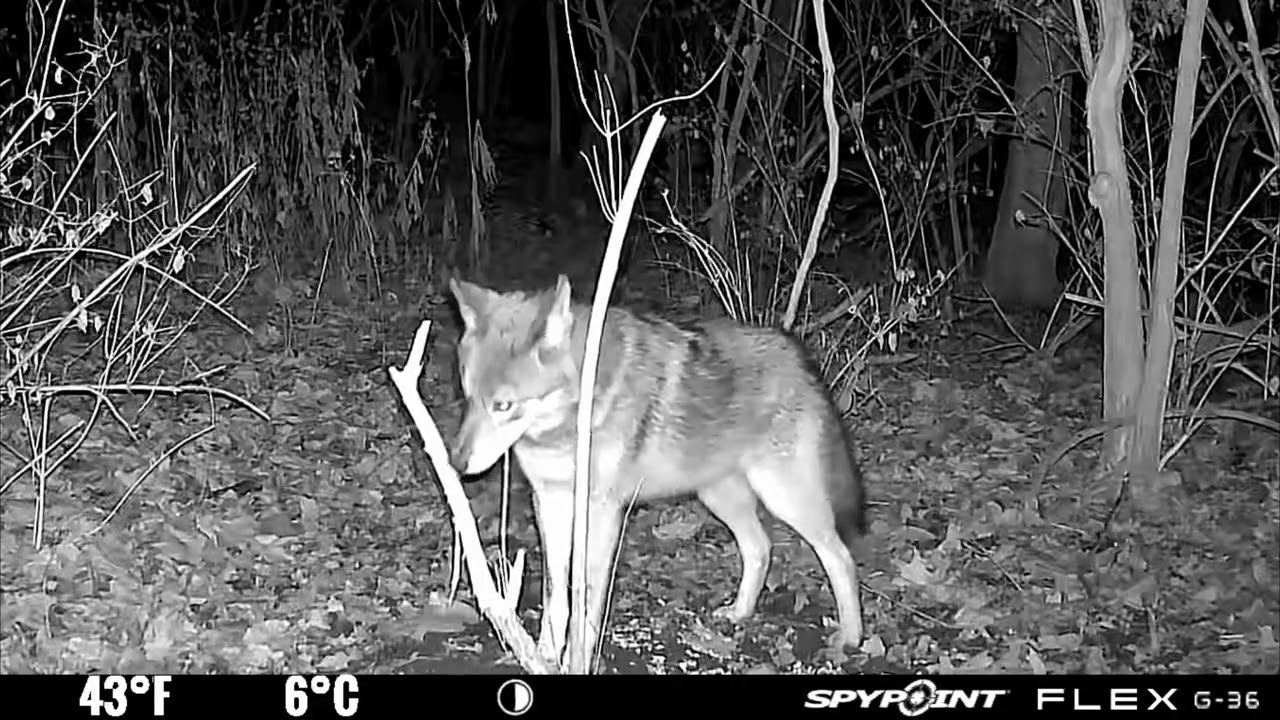 Two Minutes of #Coyotes on #Trailcameras