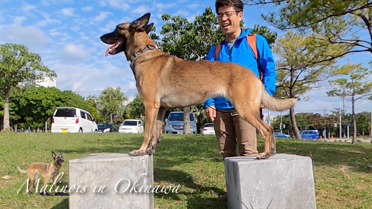 マリノア犬は公園で歩くだけの散歩はしません。人気者でした。