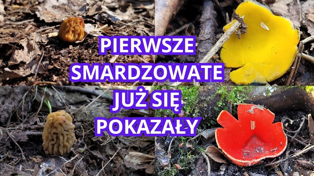 PIERWSZE GRZYBY SMARDZOWATE Z MAZOWIECKICH LASÓW 04.04.25