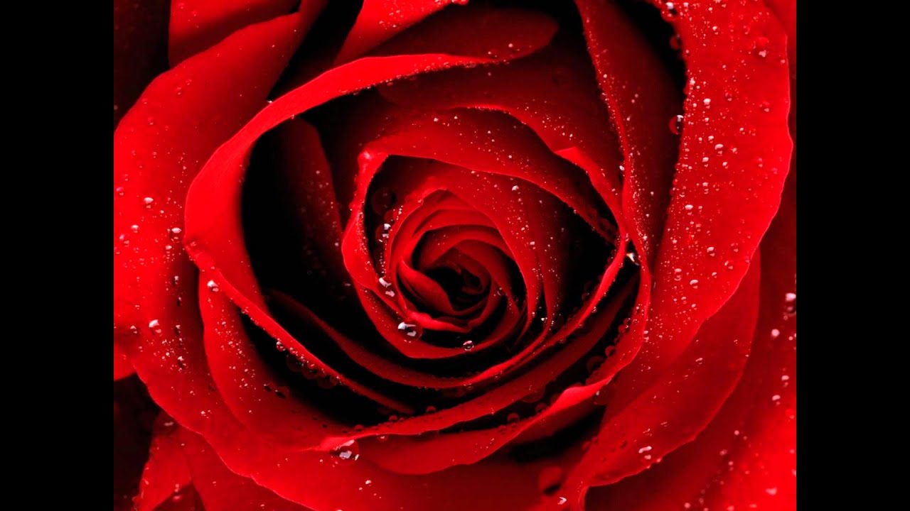 Joe Damiano Il Tango Delle Rose( You Are My Rose)