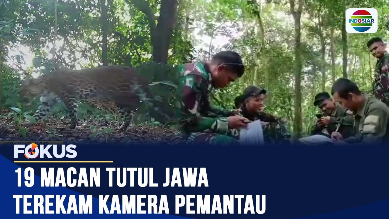 Ekspedisi Penelitian Macan Tutul Jawa di Pegunungan Sanggabuana | Fokus