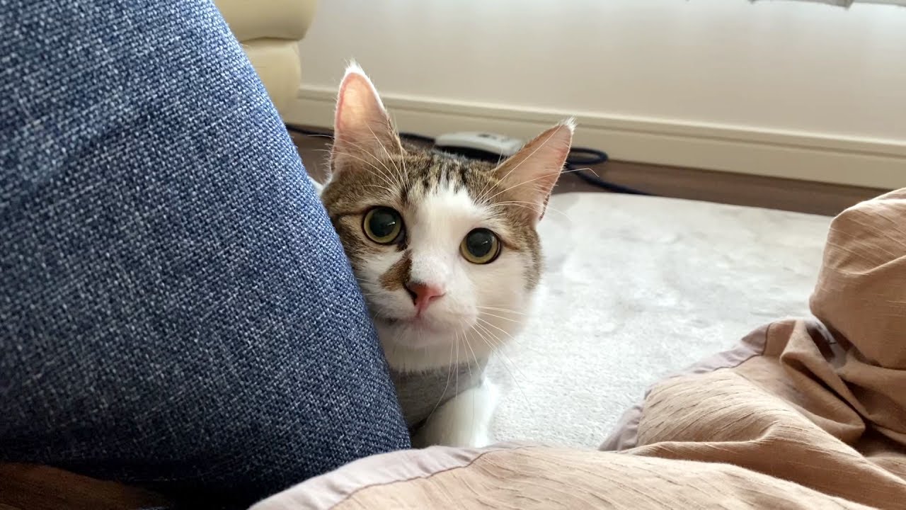 猫がカカカ！とクラッキングするのはどんな気持ち？