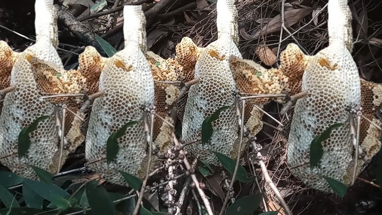 A Day in the Life of a Bee Hunter – Behind the Scenes #survivalskills #bushcraft #naturesurvival