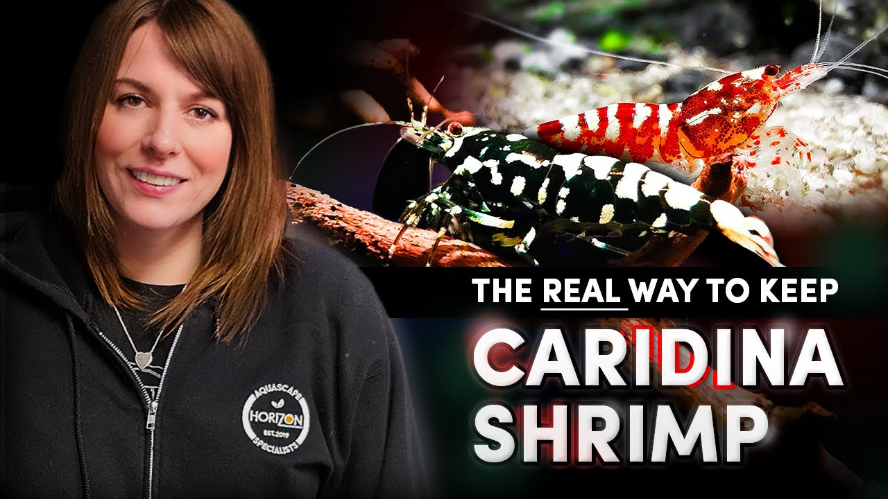 Caridina Shrimp: Everything You Need to Know