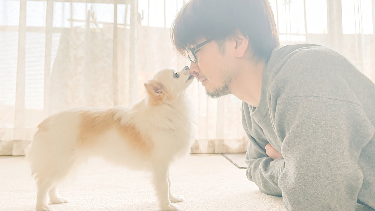 アラフォーのヒゲ男とチワワのイチャラブな朝