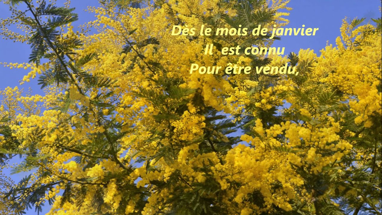 Le mimosa et ses pompons d'or