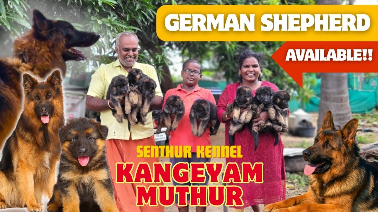 German shepherd dog available ஜெர்மன் ஷெப்பர்ட்...#goat #மக்கள்வண்டி