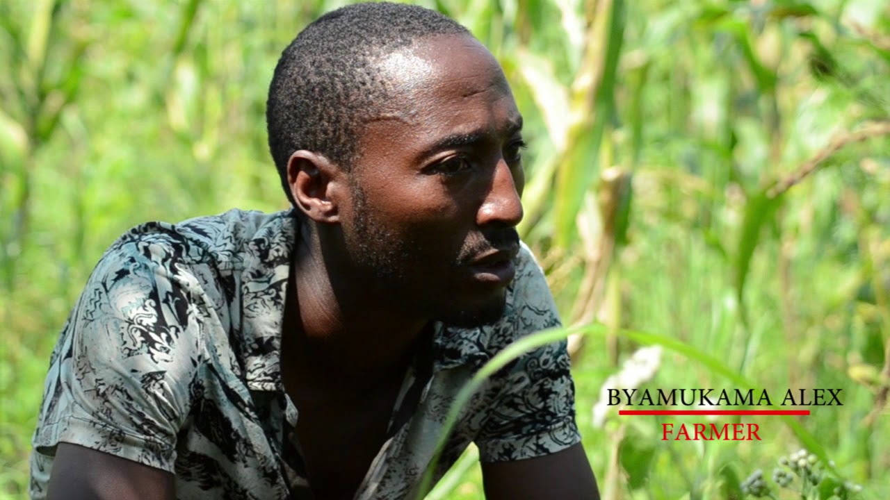THE PLIGHT OF MAIZE GROWING IN KAMWENGE DISTRICT