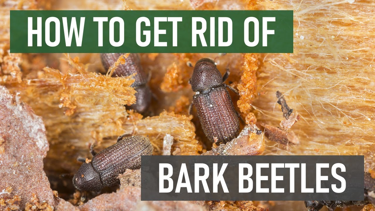 How to Get Rid of Bark Beetles (4 Easy Steps)