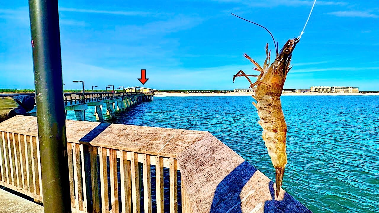 Fishing a LIVE! SHRIMP Under the Gulf State PIER When I Caught THIS! *Multiple Species*