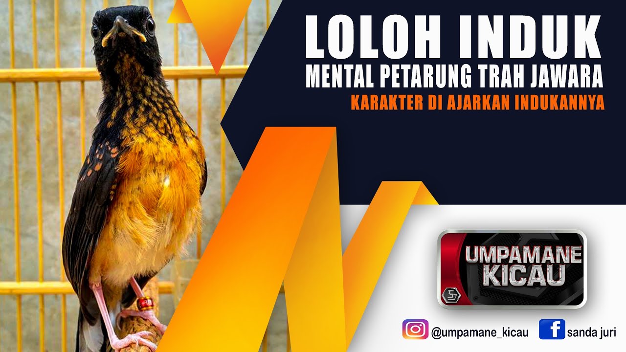 JELAS TRAH JAWARA‼️loloh induk mental petarung karakter fighter