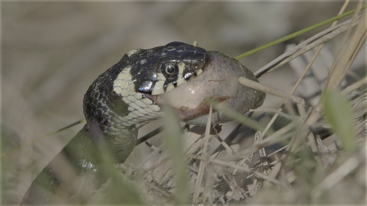 Grass snake must bring its prey to safety / Ringelnatter muss ihre Beute in Sicherheit bringen