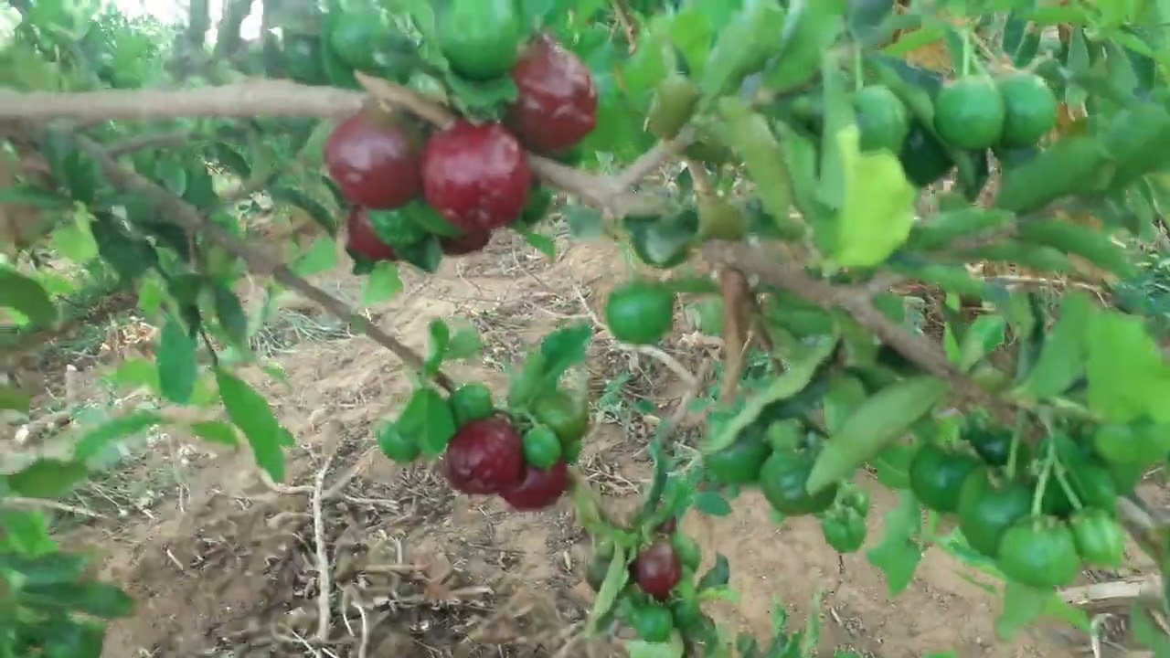 acerola junku produzindo fora de época