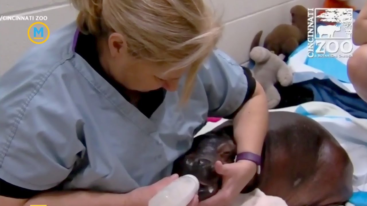 How doctors saved Fiona, the premature baby hippo | Your Morning