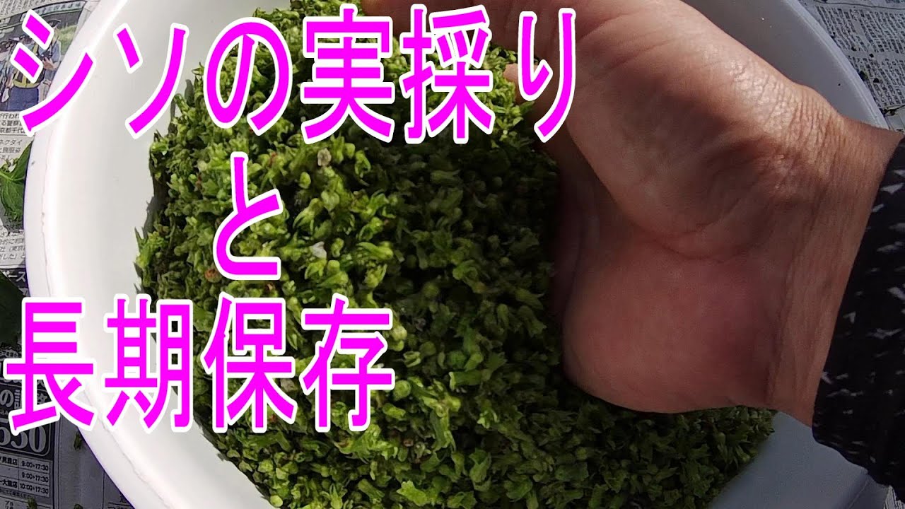 【野菜】シソの実採りと、醤油漬けと味噌漬けで長期保存。