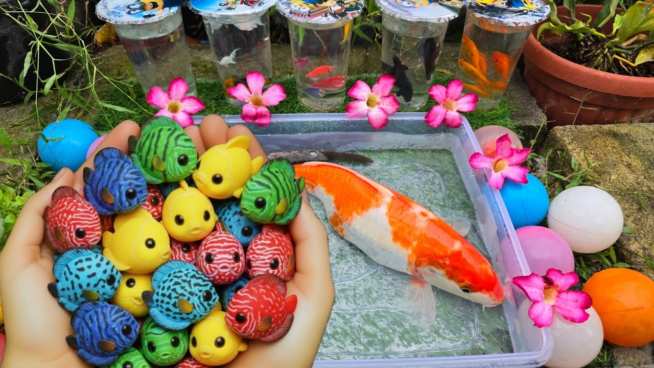 Unboxing dan Tangkap Ikan Cupang Hias, Ikan Koki, Ikan Lele, Ikan Hias, Ikan Channa, Ikan Bawal, Koi