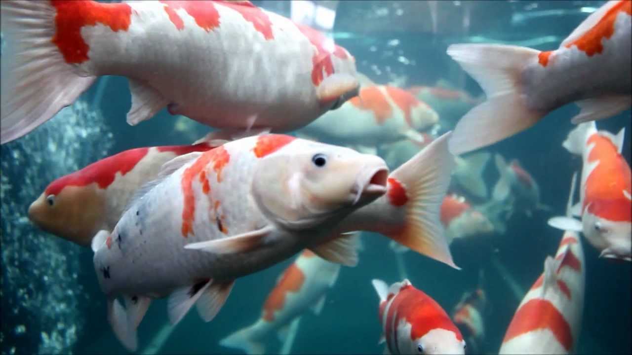 KOI FISH TANK at Higashi Hiroshima, Japan 錦鯉水槽 @ 東広島
