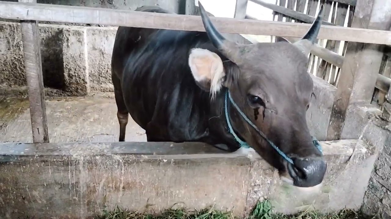 MBG penggemukan Sapi