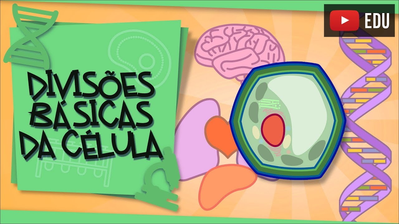 Divis&otilde;es b&aacute;sicas da c&eacute;lula - suas partes essenciais