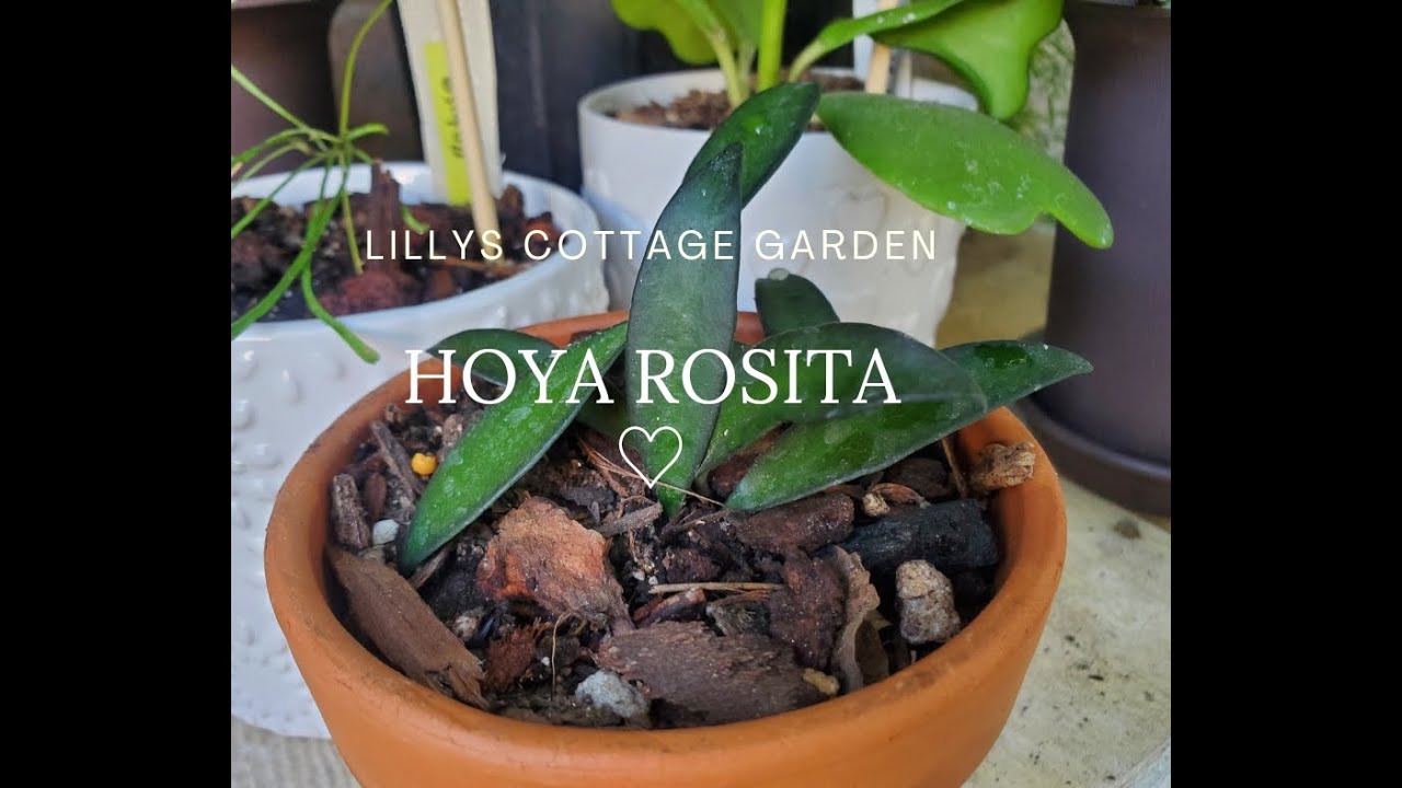 Hoya Rosita, acompanenme a plantar esta pequena Hoyita.