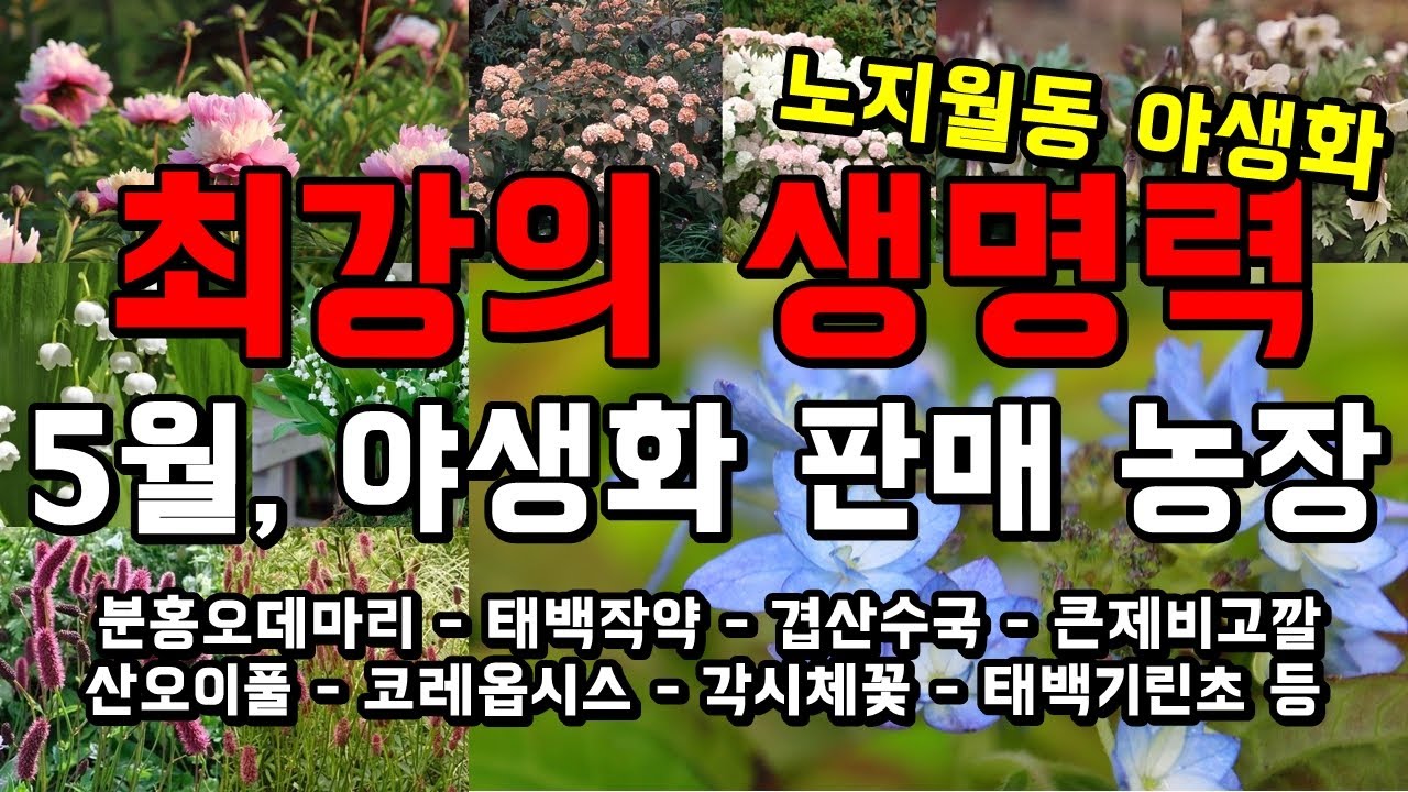 최강의 생명력을 가진 야생화 소개! 야생화판매 농장 여주자연농원 (시베리아붓꽃, 산오이풀, 길레니아 등 화려한 야생화들) - Wild Garden Flower