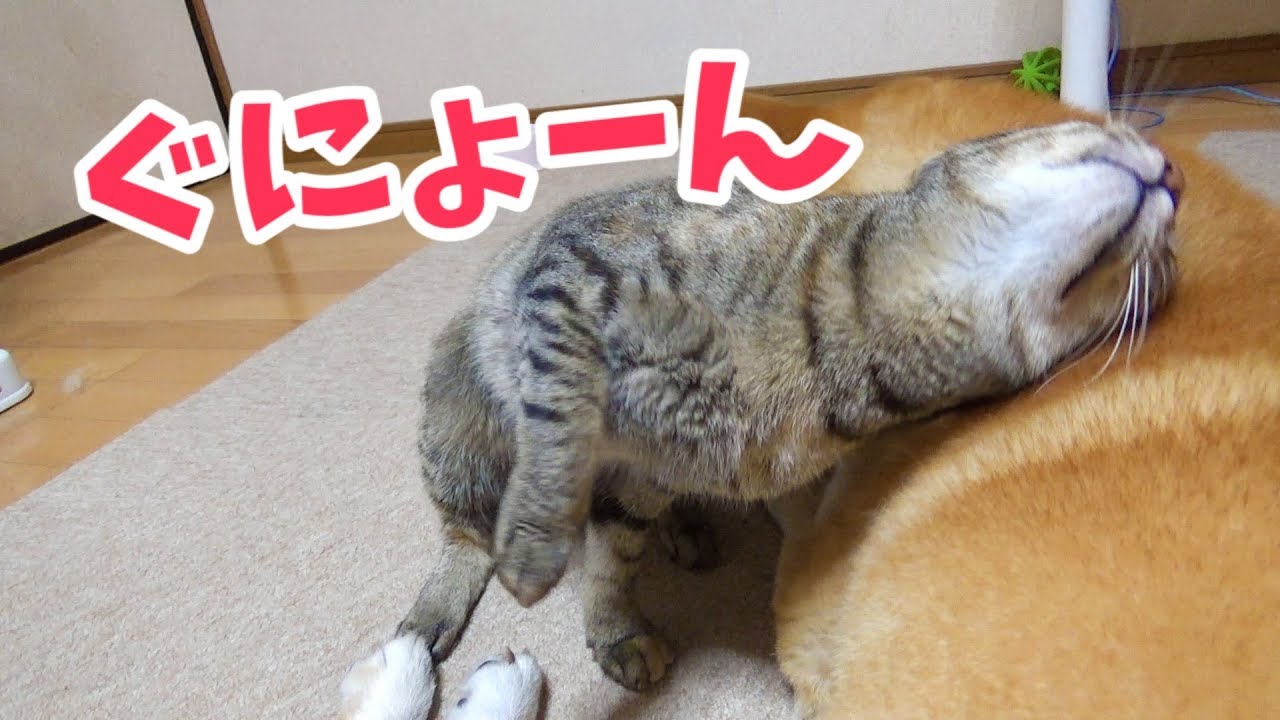 甘えた表情の猫に柴犬と飼い主癒される cute cat heals the owner and the Shiba Inu