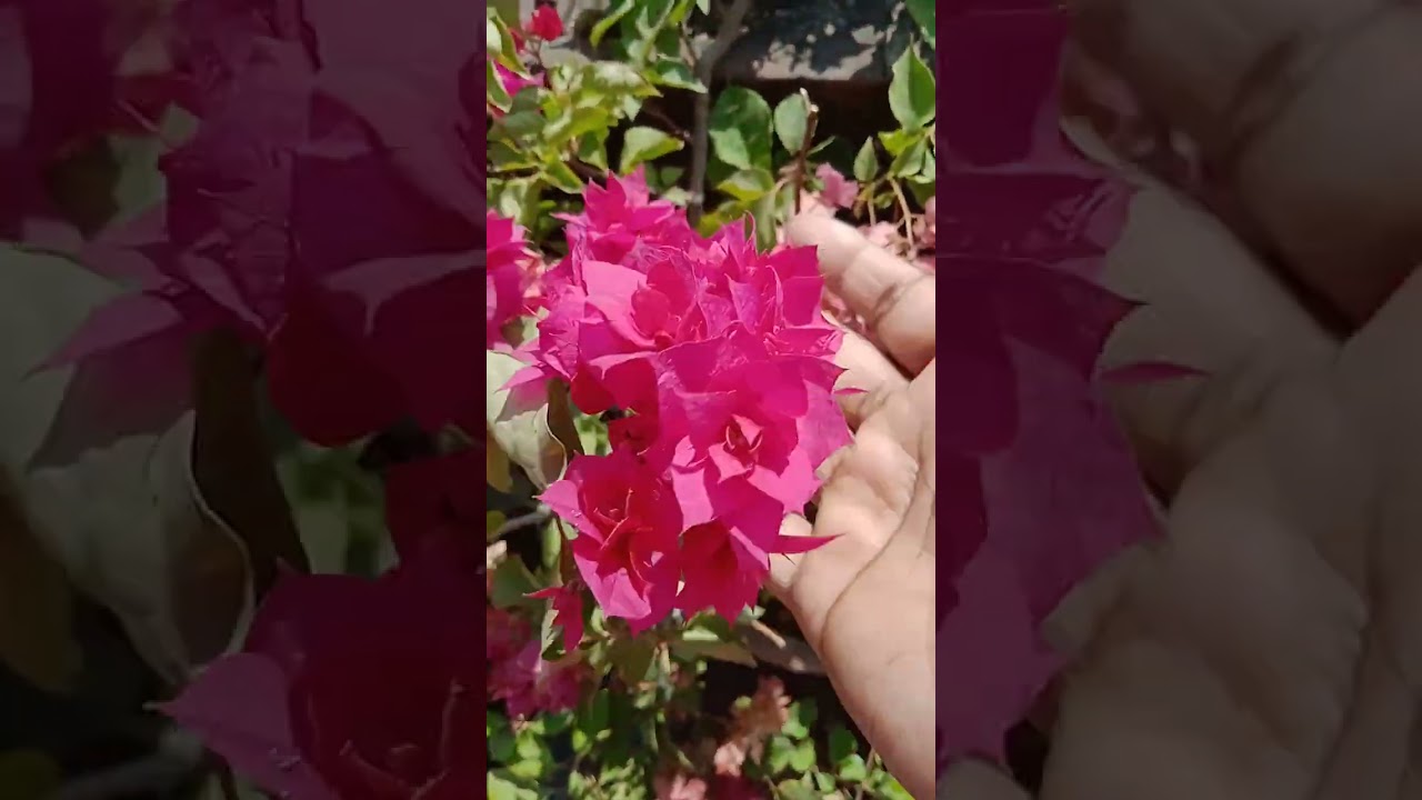 আমার সংগ্রহে বোগেনভেলিয়ার একই কালারের কি কি ভ্যারাইটি রয়েছে18 February 2026