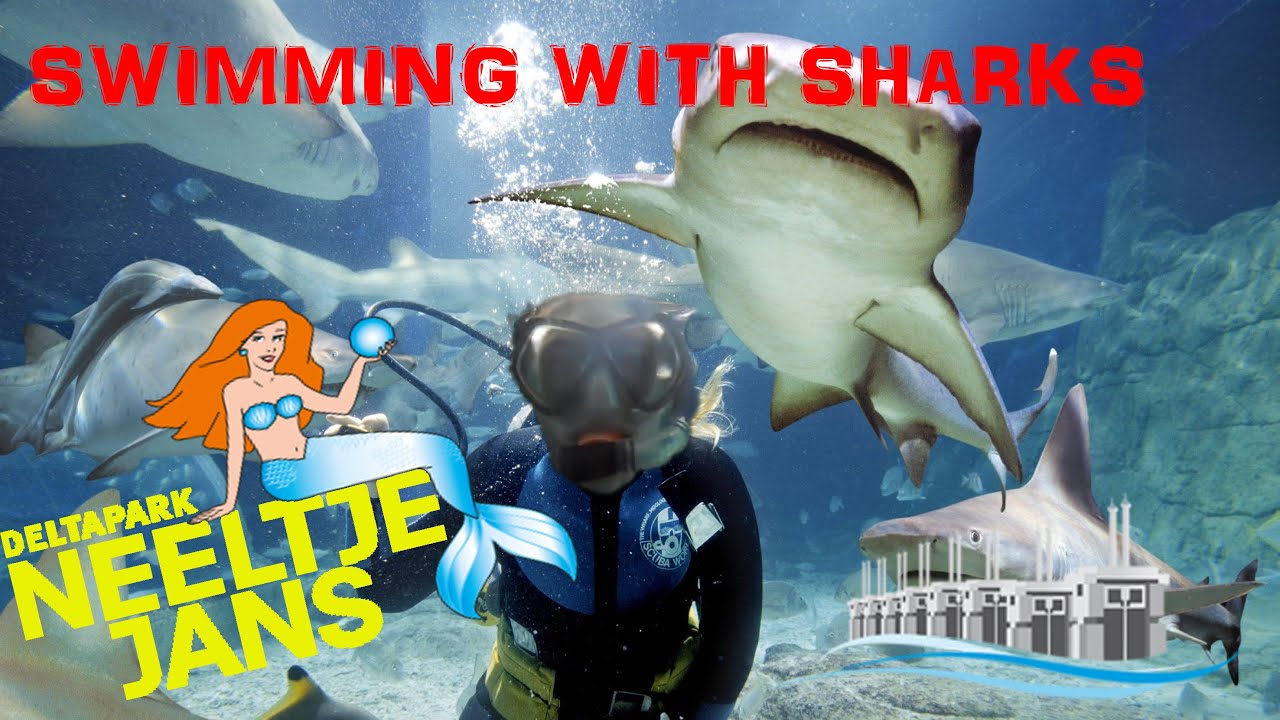 SWIMMING WITH SHARKS! Neeltje Jans