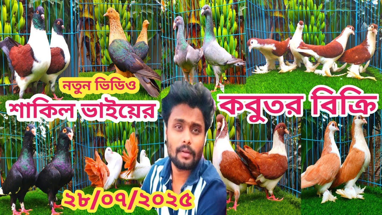 কমদামে কোয়ালিটিফুল কবুতর কিনুন শাকিল ভাইয়ের খামার থেকে | ফেন্সি কবুতর কিনুন |
