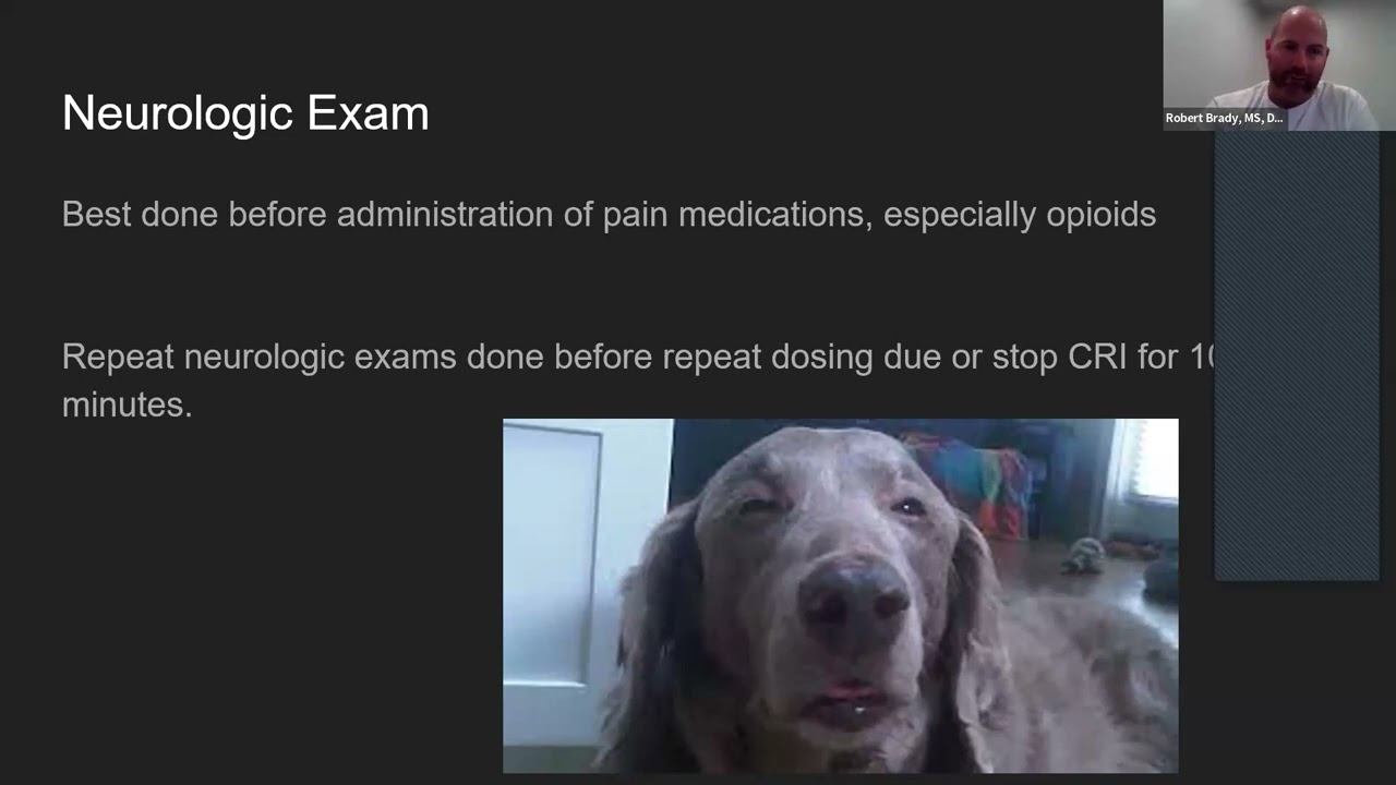 A Refresher on Canine Neurologic Examination and Localization