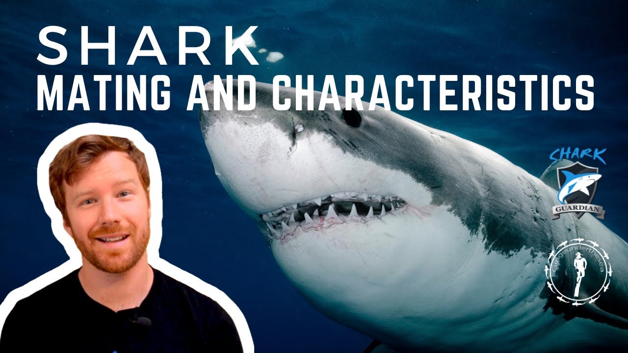 SHARK MATING & characteristics - how can you tell a male from a female shark? and how do they mate?