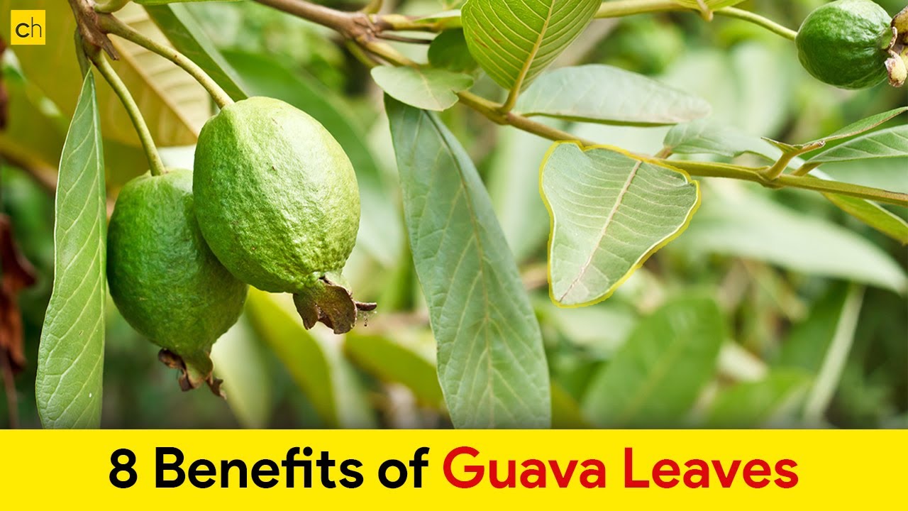 Do you know these Amazing 8 Guava Leaves Health Benefits -Credihealth #viralvideo #viral #health