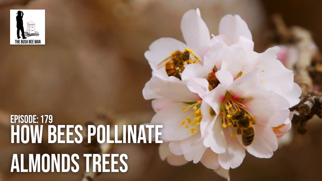 How Bees Pollinate Almonds Trees - The Bush Bee Man
