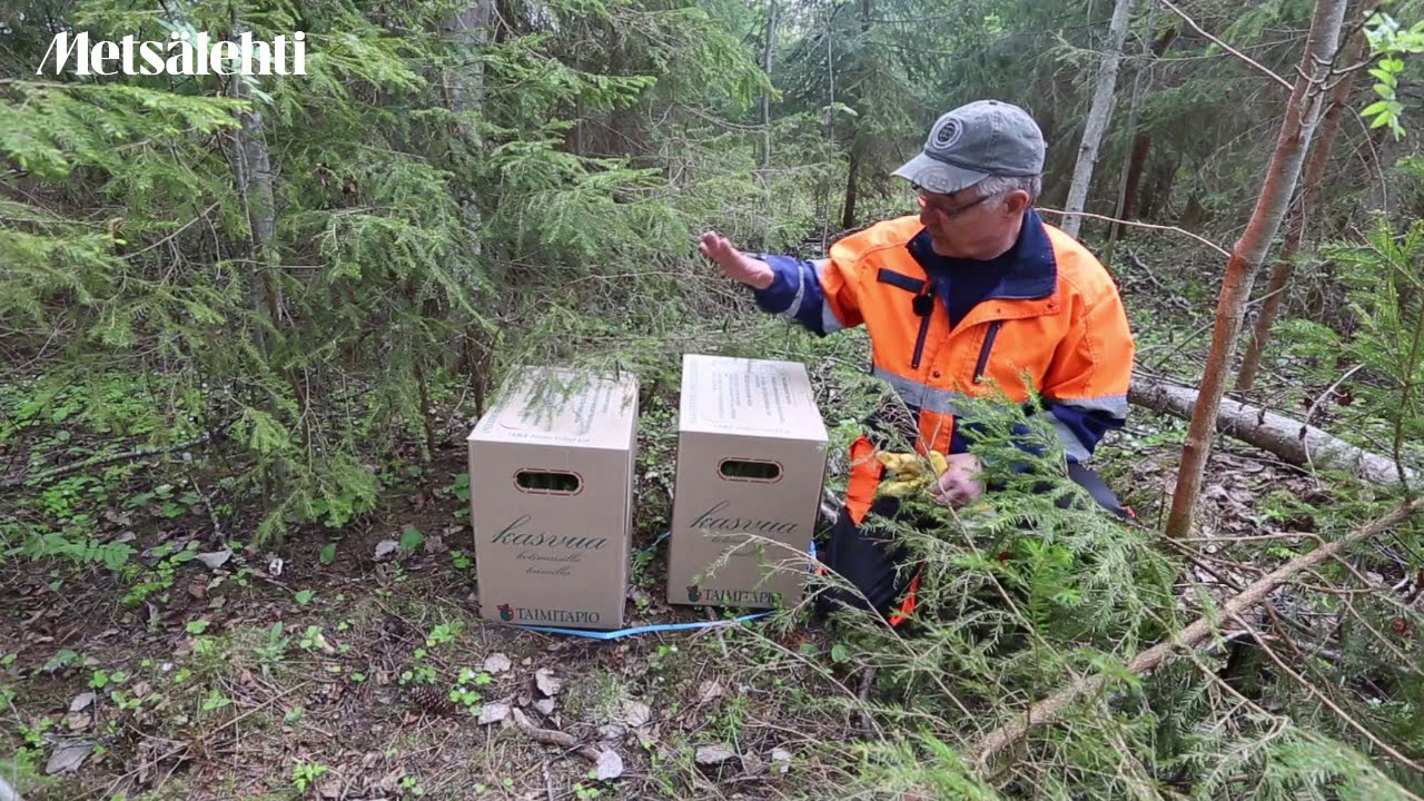 Istutusvideosarja osa 2: Taimien varastointi ja huolto
