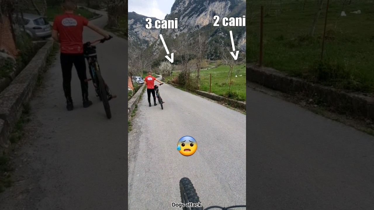 I CANI CI ATTACCANO 😰, QUASI, PAURA IN MTB! #mtb #cani #mtblife #paura #bici #perte #foryou #virale