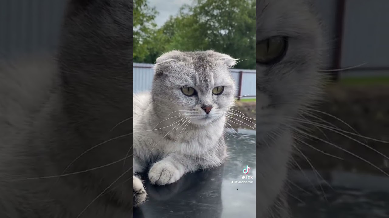 🔥 Мия в режиме &ldquo;хаос&rdquo; #cat #веселыекоты #видосыоткота #котики #топ #прикольныекоты #кот #красиваяк
