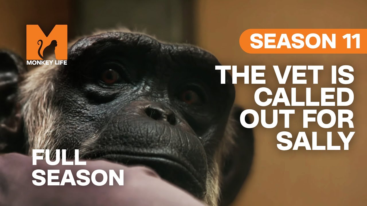 Vet John Lewis Is Called Out For Chimp Sally | Season 11 | Full Season | Monkey Life