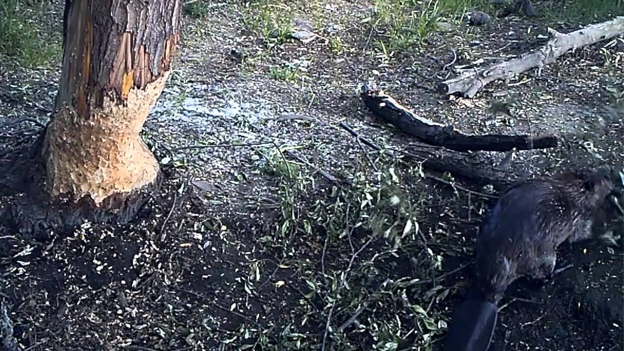 The Return of California's Golden Beaver